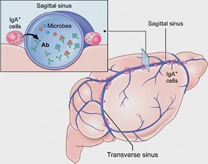 Dura mater with IgA cells making antibodies that enter the venous sinuses